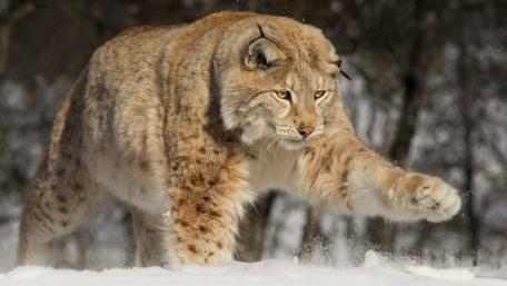 Majestic Lynx in Winter Wonderland wallpaper