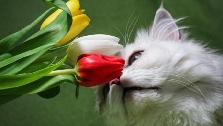 Fluffy Cat Among Colorful Tulips wallpaper