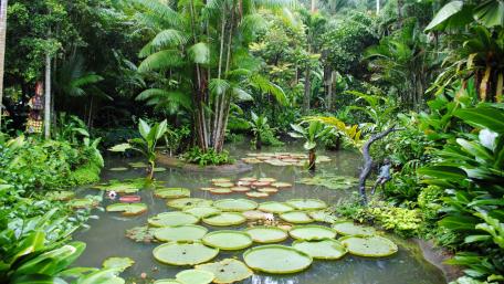 Lush Tropical Oasis with Water Lilies wallpaper