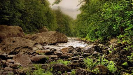 Serene Riverbank Surrounded by Lush Greenery wallpaper