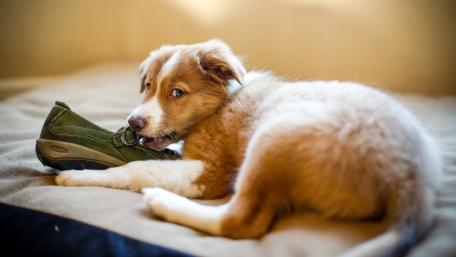 Adorable Puppy Chewing on a Shoe wallpaper