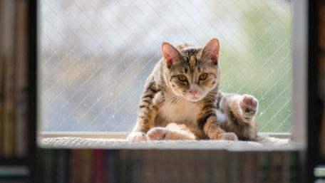 Curious Cat Relaxing in Sunlight wallpaper