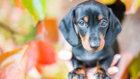 Adorable Dachshund Puppy Among Autumn Leaves wallpaper