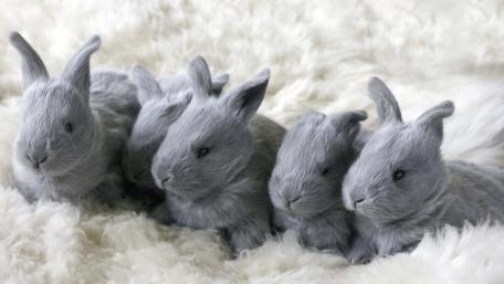 Fluffy Grey Bunnies on Soft Fur Carpet wallpaper