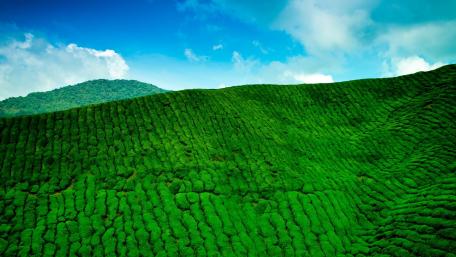 Lush Green Hills Under a Bright Sky wallpaper