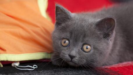 Adorable Gray Kitten on Colorful Blanket wallpaper
