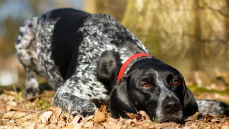 Playful Pointer Resting in Nature wallpaper