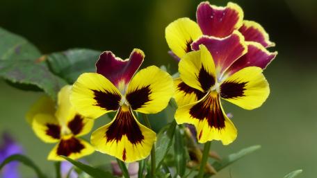 Vibrant Pansies in Bloom wallpaper