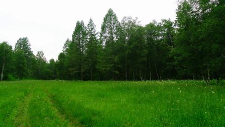 Lush Green Meadow Surrounded by Trees wallpaper
