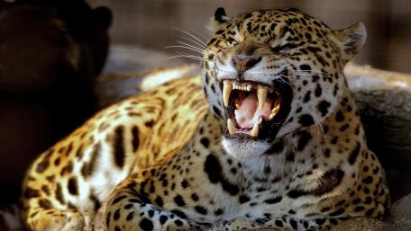 Majestic Leopard Displaying Its Power and Grace wallpaper