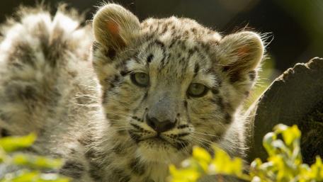 Snow Leopard Cub in Nature's Embrace wallpaper