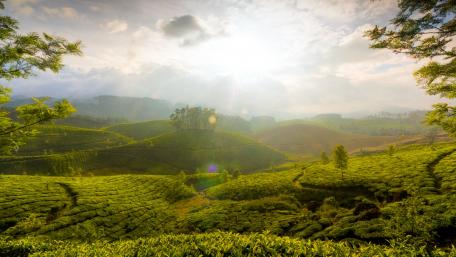 Breathtaking Tea Plantations Under a Golden Sunrise wallpaper