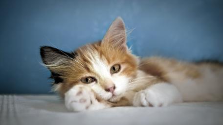 Adorable Feline Companion Relaxing On Soft Surface wallpaper