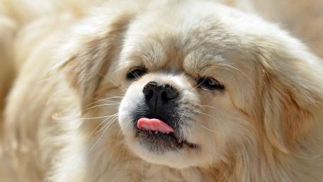 Playful Pekingese Puppy wallpaper