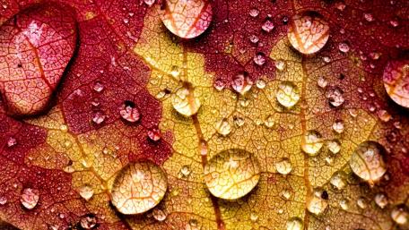 Vibrant Autumn Leaf with Dew Drops Improves Mood and Atmosphere wallpaper