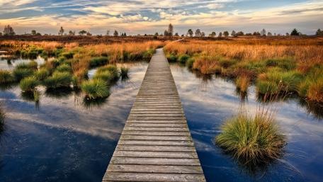 Serene Wetland Boardwalk at Dusk wallpaper
