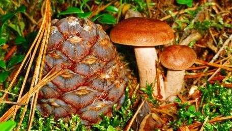 Mushrooms and Pine Cone in Forest Undergrowth wallpaper