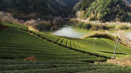 Lush Tea Fields by Tranquil Waters wallpaper