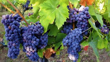 Vibrant Grapes in a Lush Vineyard Scene wallpaper