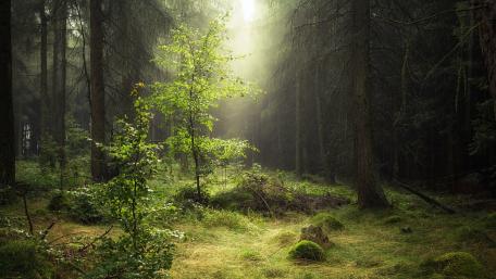 Mysterious Forest with Soft Morning Light wallpaper
