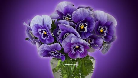 Vibrant Purple Pansies in Bloom wallpaper