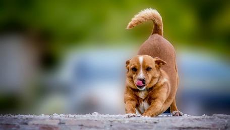 Playful Dog Stretching in Nature wallpaper