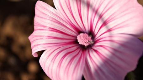 Delicate Pink Striped Flower Wallpaper wallpaper