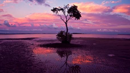Solitary Tree Under a Vibrant Purple Sky wallpaper