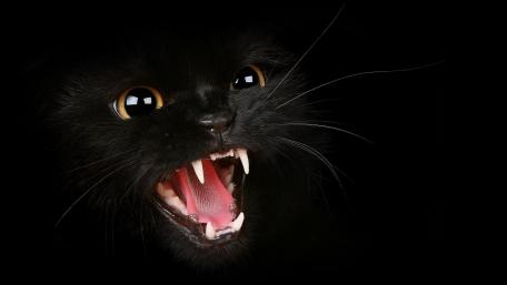 Fierce Black Cat in Darkness wallpaper