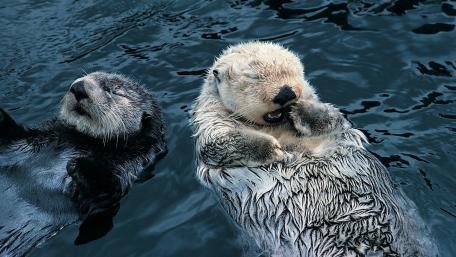 Adorable Otters in Tranquil Waters wallpaper