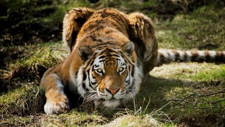 Majestic Tiger in a Natural Habitat wallpaper