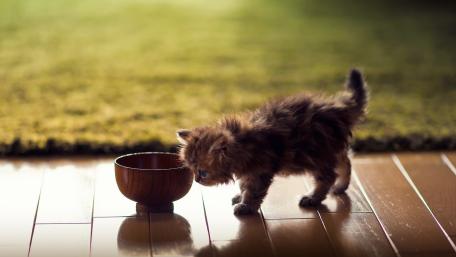 Curious Kitten Exploring Its Surroundings wallpaper