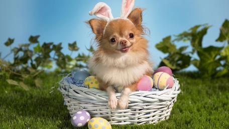 Cute Chihuahua in Easter Basket with Colorful Eggs and Bunny Ears wallpaper