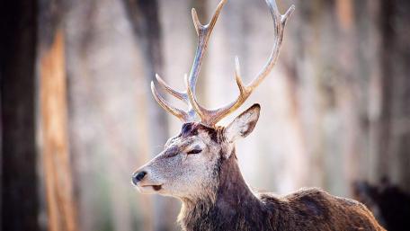 Majestic Deer in Natural Habitat wallpaper