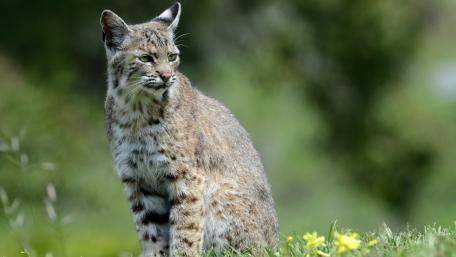 Wild Beauty of the Bobcat in Nature's Embrace wallpaper