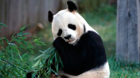 Panda Enjoying Bamboo Treats wallpaper