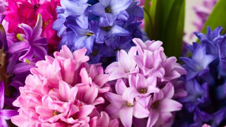 Vibrant Blossoms in Blooming Colors wallpaper