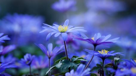 Blooming Blue Flowers with Delicate Petals wallpaper
