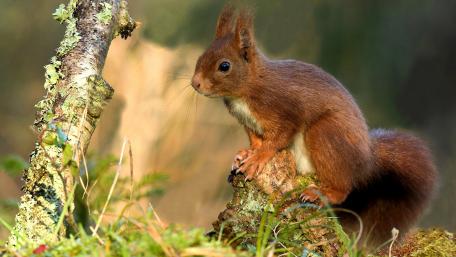 Majestic Squirrel in Nature's Embrace wallpaper