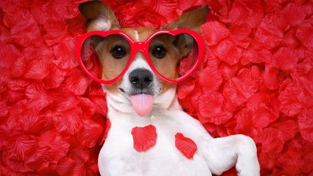 Jack Russel Terrier in heart sunglasses wallpaper