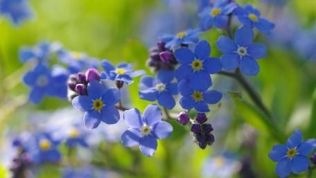 Blue Blossoms in Elegant Blooming Display wallpaper