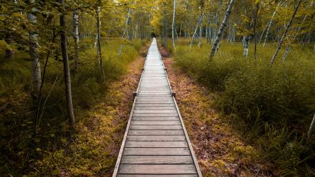Serene Forest Boardwalk Pathway for Tranquility wallpaper
