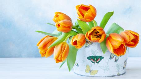 Vibrant Orange Tulips in Decorative Potting Planter wallpaper