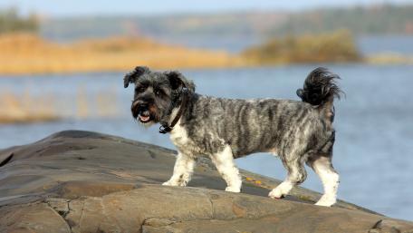 Playful Dog by the Water wallpaper