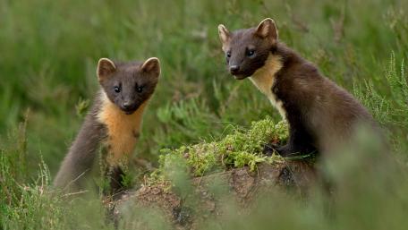 Playful Martens in Nature's Embrace wallpaper