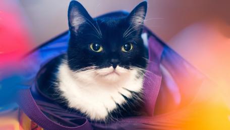 Charming Cat in Colorful Surroundings wallpaper