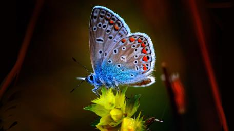 Vivid Blue Butterfly on Flower Close-Up wallpaper