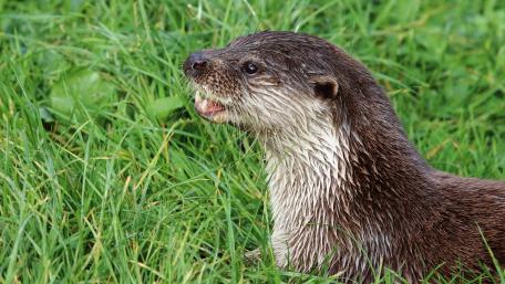 Playful Otter Amidst Green Grass wallpaper