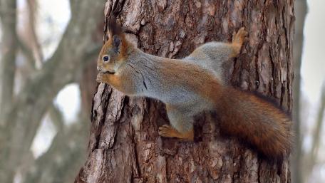 Squirrel Climbing a Tree in Nature's Embrace wallpaper