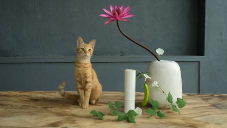 Charming Cat with Elegant Flowers in Rustic Setting wallpaper